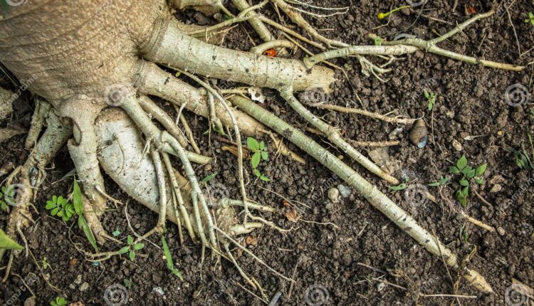 Sant Par La Plante Les Racines De Papayer M Le Pour Avoir Une Forte